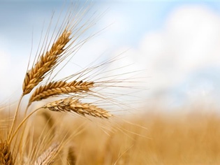 Cereal Crops Week is May 15-19!