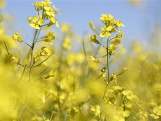 Manitoba Canola Growers Association announces three-year funding commitment to AITC-M