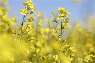 Manitoba Canola Growers Association announces three-year funding commitment to AITC-M