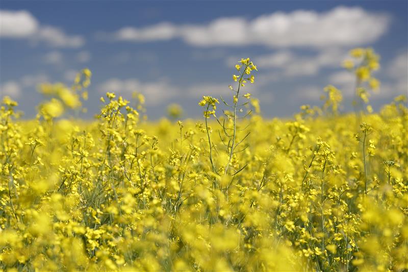 Canola Week is October 26! Agriculture in the Classroom Manitoba