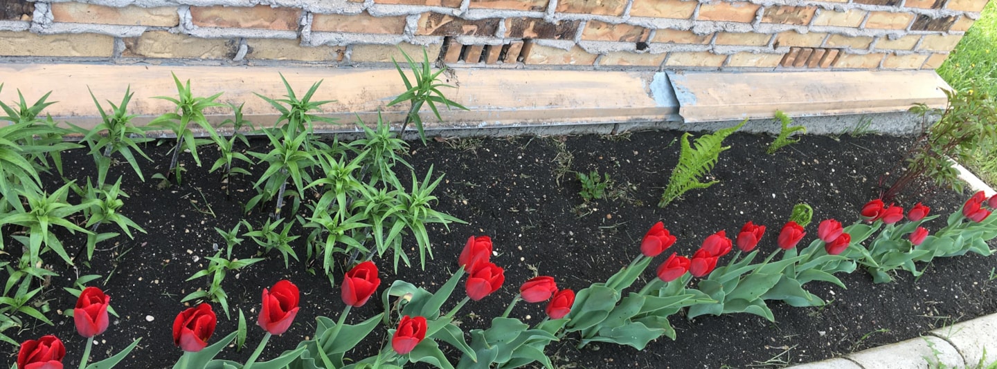 Tulips in a garden in front of building wall