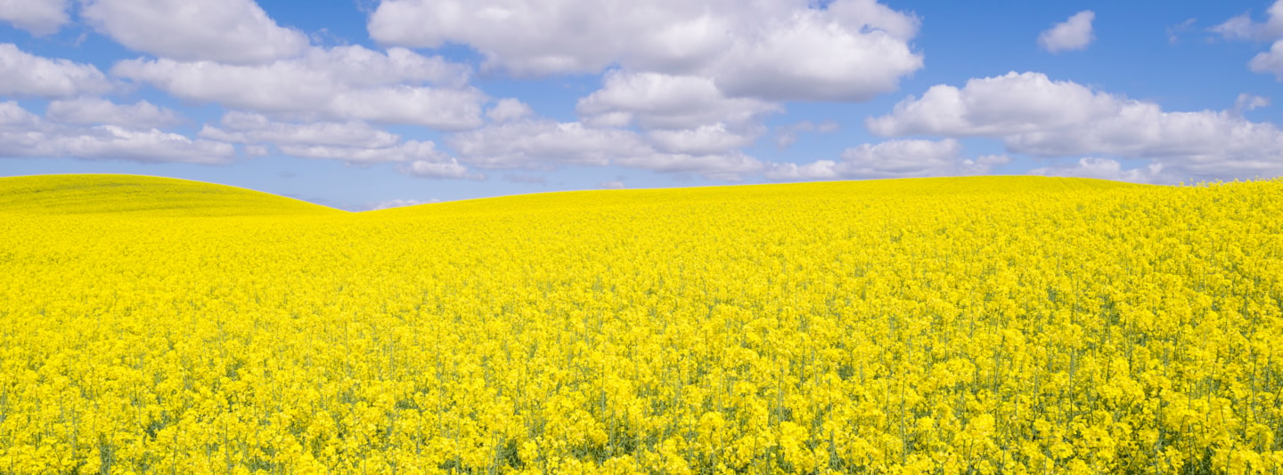 Yellow canola field with blue sky and white clouds
