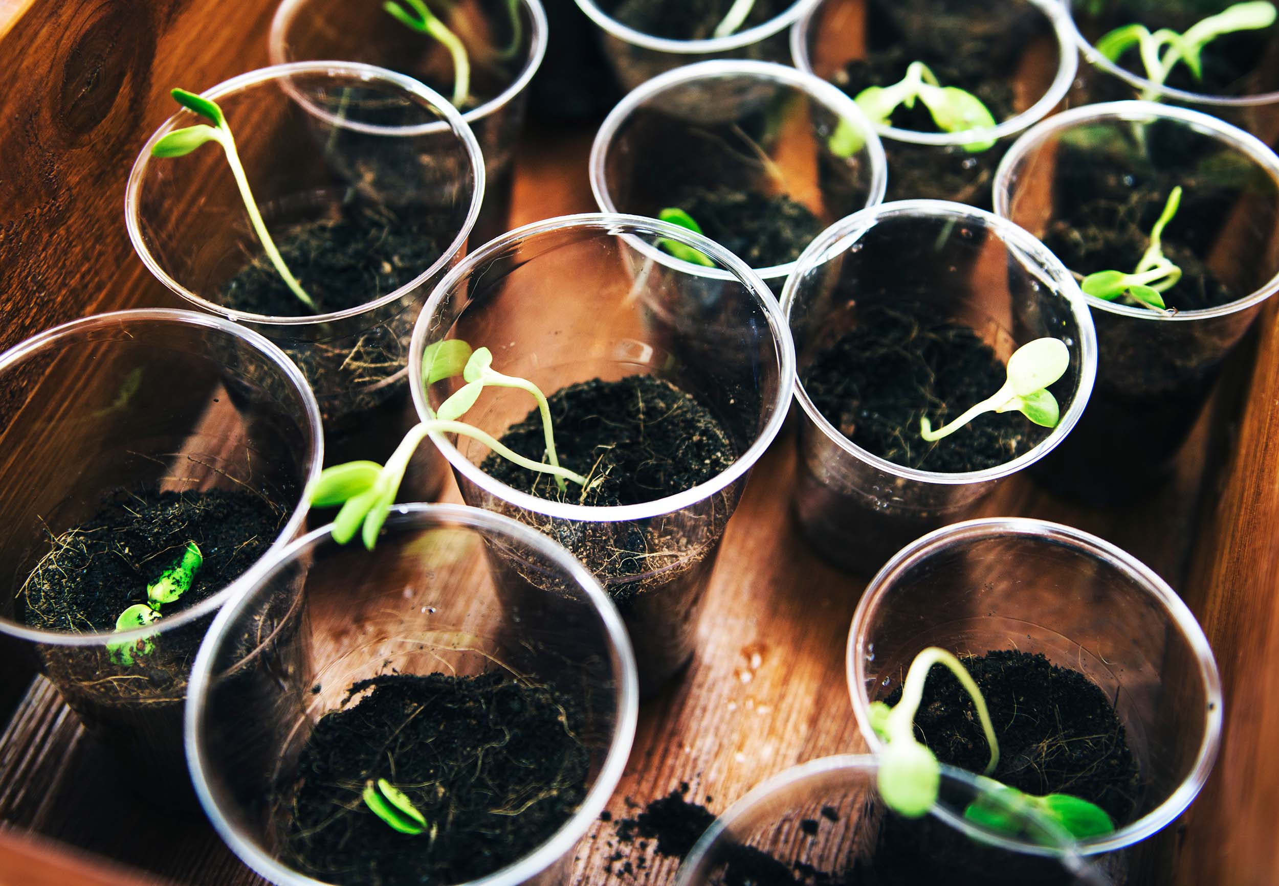 Young sprouts growing in soil in a plastic cup