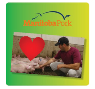Screenshot of pork educational video alongside Manitoba Pork logo on green and yellow gradient background