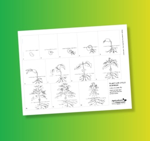 Potato plant flipbook worksheet