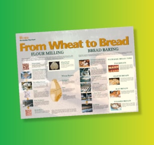 From Wheat to Bread graphic sheet on green and yellow gradient background