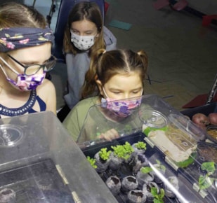 Three early years students watching sprouting plants in classroom 