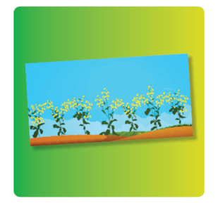 Animated canola in a field with a blue sky in the background