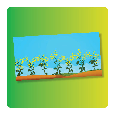 Animated canola in a field with a blue sky in the background