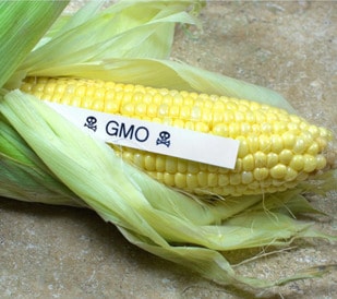 Benefits of GM Crops Badly Underestimated Cover Photo